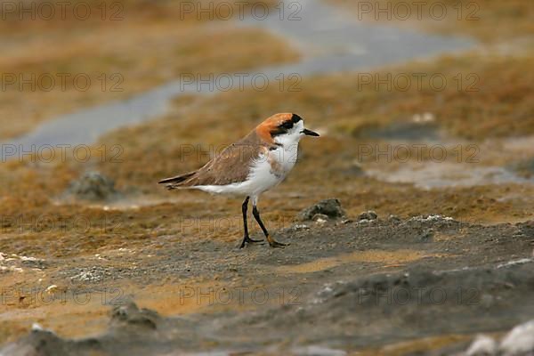 Puna plover