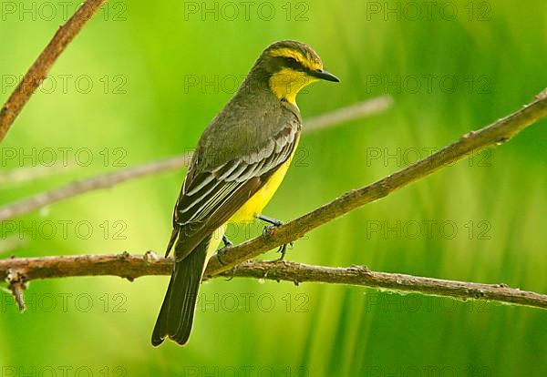 Yellow-browed tyrant