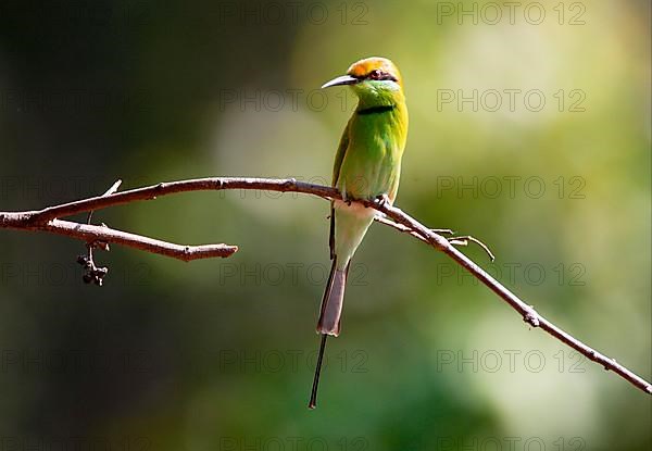 Little Green Bee-eater