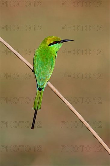 Little Green Bee-eater