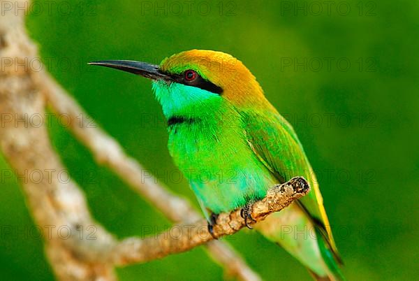 Lesser Green green bee-eater