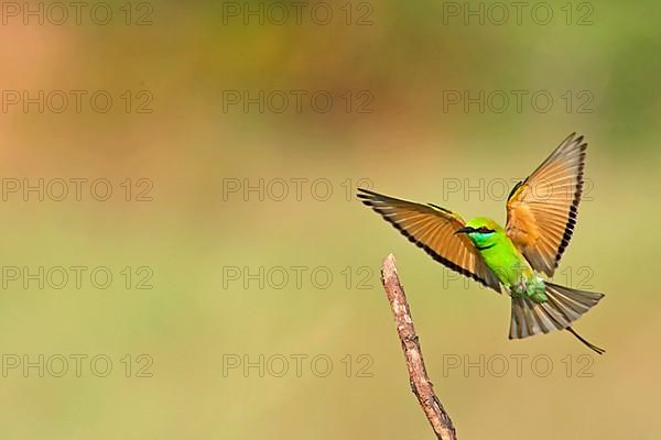 Little Green Bee-eater