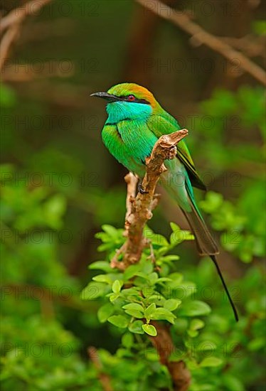 Little Green Bee-eater