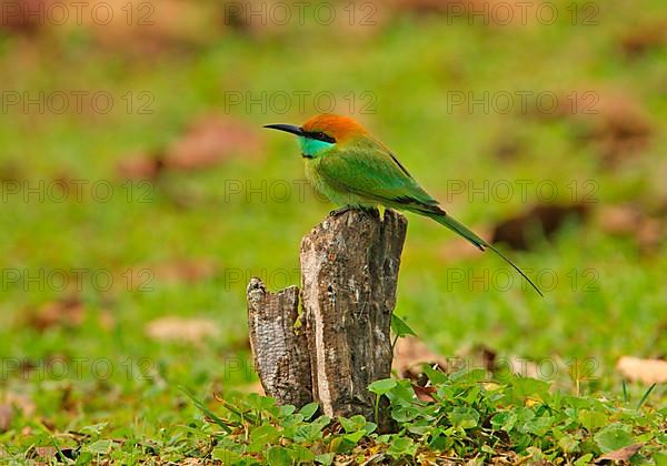 Little Green Bee-eater