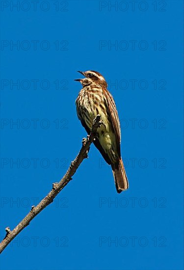 Variegated Flycatcher