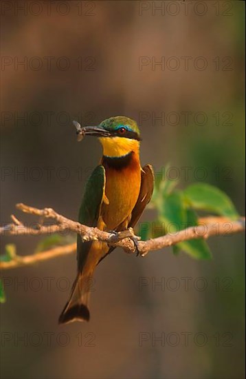 Little Bee-eater