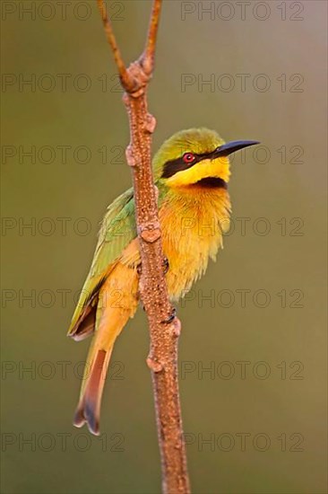 Little Bee-eater