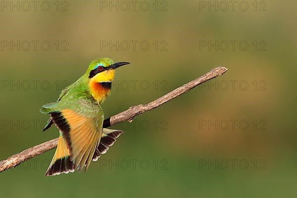 Little Bee-eater