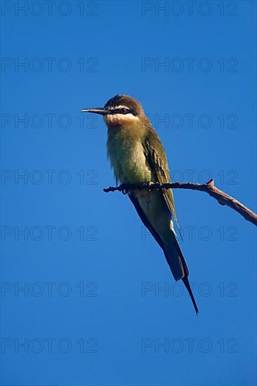 Madagascar Bee-eater