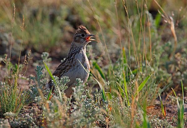 White-winged lark