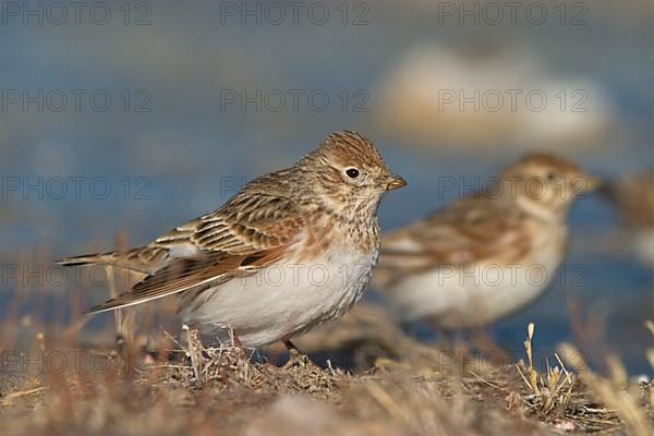 White-winged larks