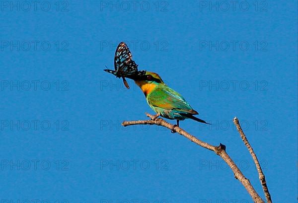 Rainbow bee-eater