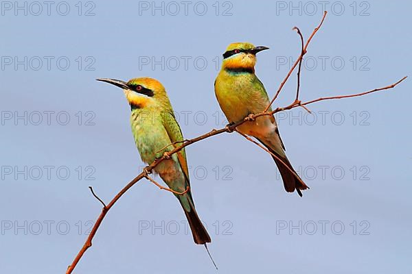 Rainbow bee-eater