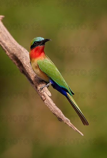 Red-throated Bee-eater