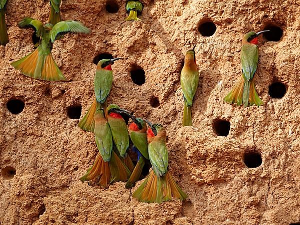 Red-throated Bee-eater