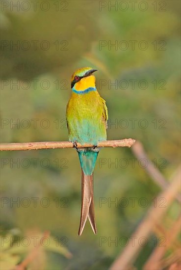 Swallow-tailed Bee-eater