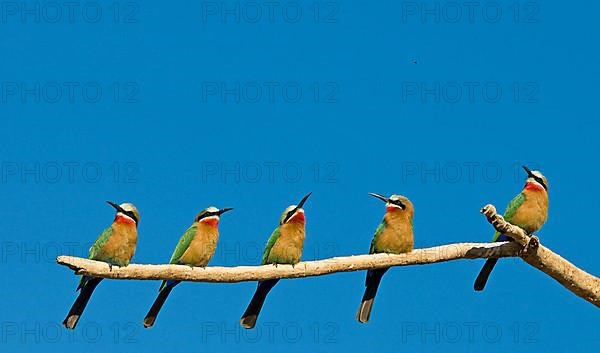 White-fronted bee-eaters