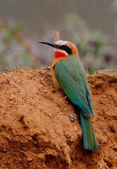 White-fronted bee-eaters