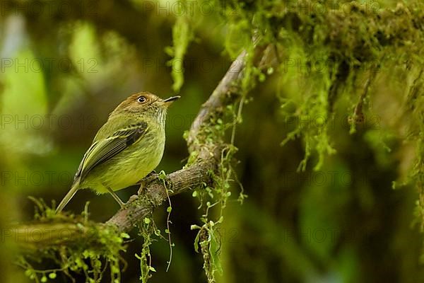 Scale-crested Pygmy Tyrant