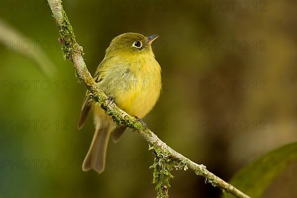 Yellowish Flycatcher