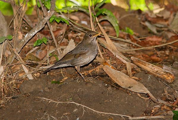 Tickell's Thrush