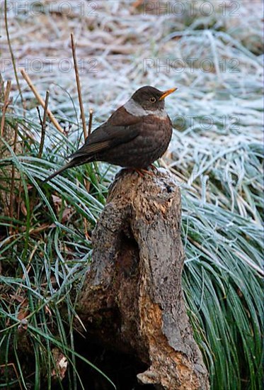 White-collared blackbird