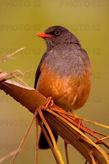 Abyssinian thrush