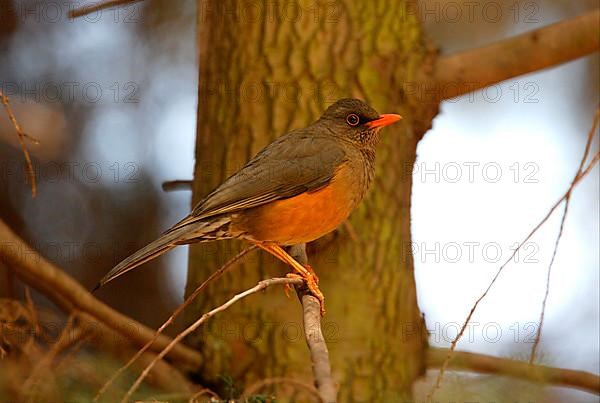 Abyssinian thrush