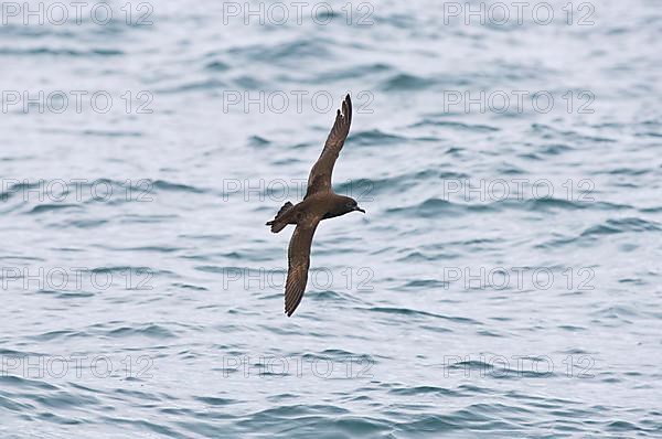 Westland petrel