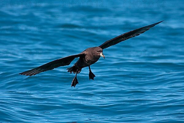 Westland petrel