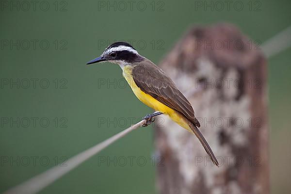 Small kiskadee