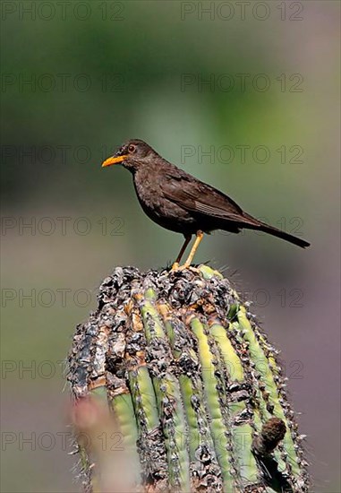 Chiguanco thrush