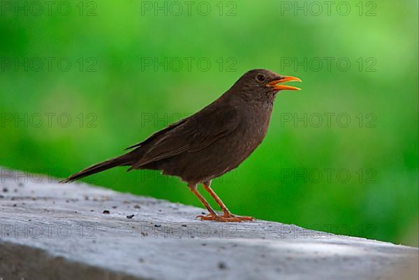 Chiguanco thrush