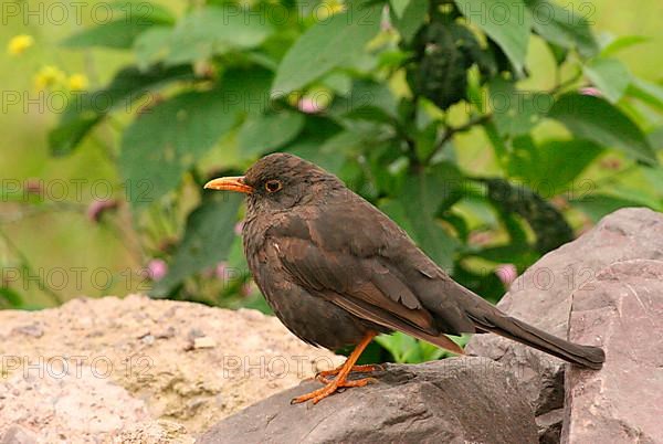 Chiguanco Thrush