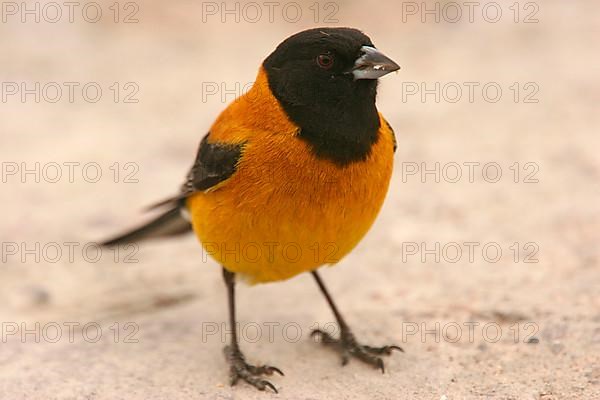 Black-hooded Sierra-finch