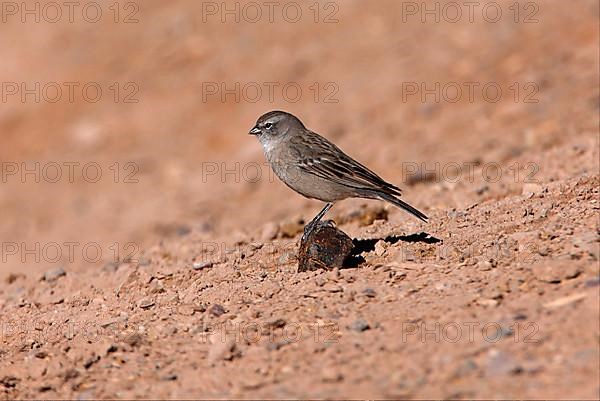 Ash-breasted Sierra-finch