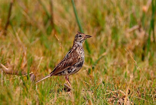 Correndera pipit