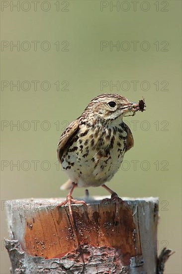 Correndera Pipit