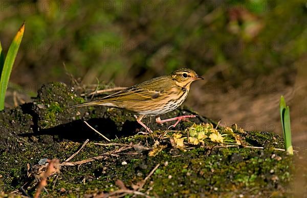 Olive-backed Pipit