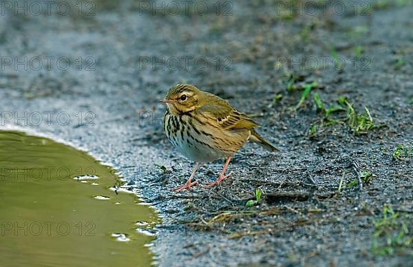 Olive-backed Pipit