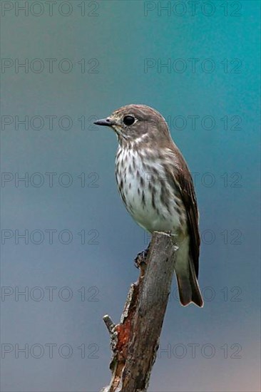 Flycatcher