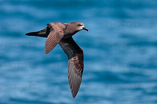 Long-winged Petrel