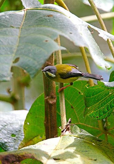 Black-throated Apalis