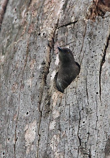 Abbott's Starling