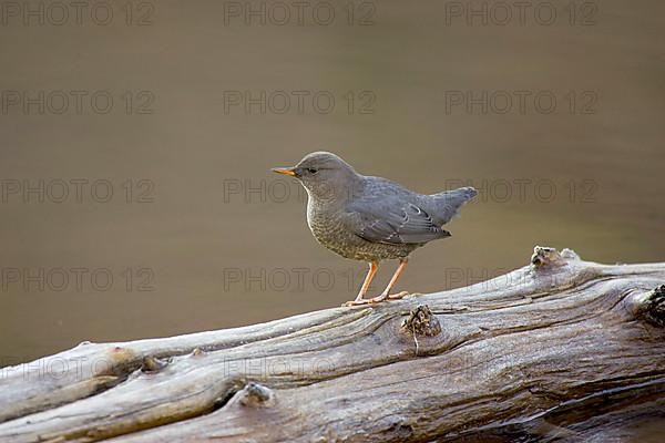 Grey White-throated Dipper