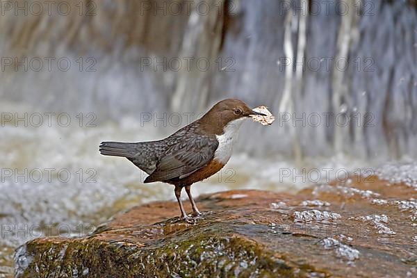 Adult white-breasted dipper