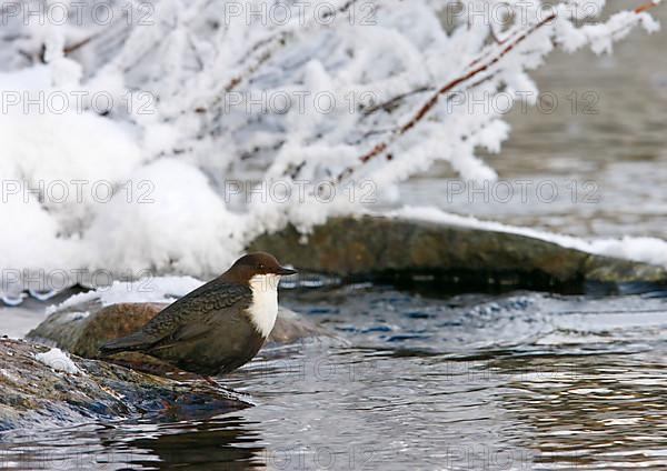 White-breasted dipper