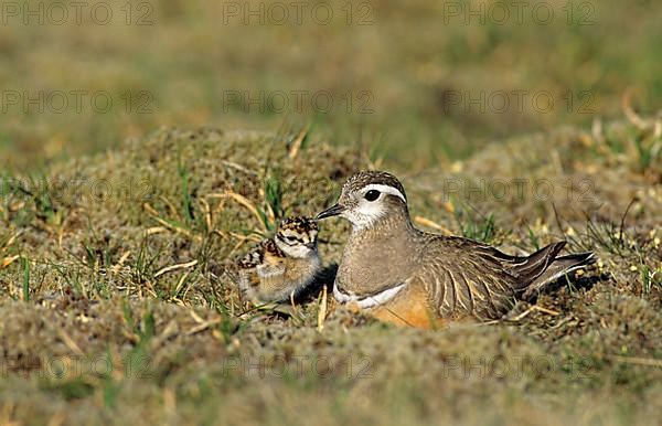 Eurasian Mornell's Plover