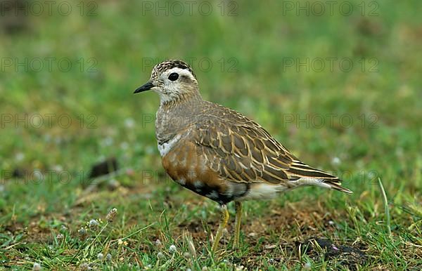 Eurasian eurasian dotterel