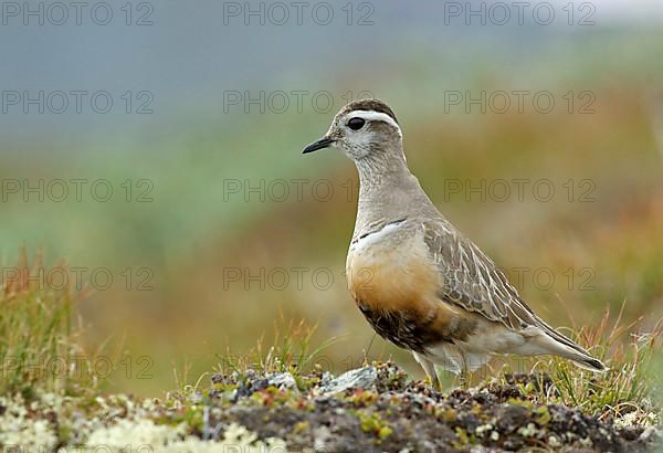 Eurasian dotterel